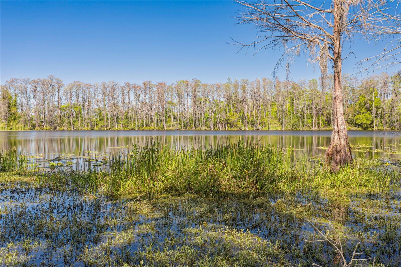 16121 CARENCIA LN, ODESSA, FL, 33556