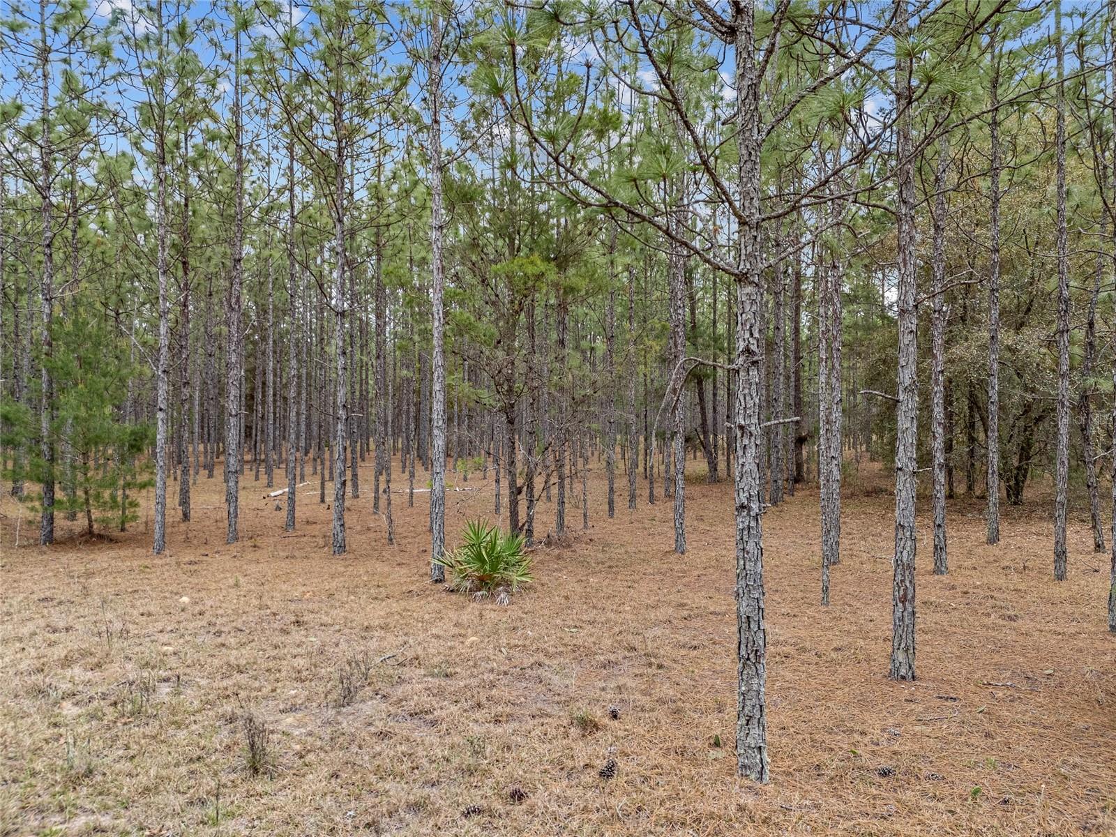 TBD N COUNTY ROAD 315, MELROSE, FL, 32666