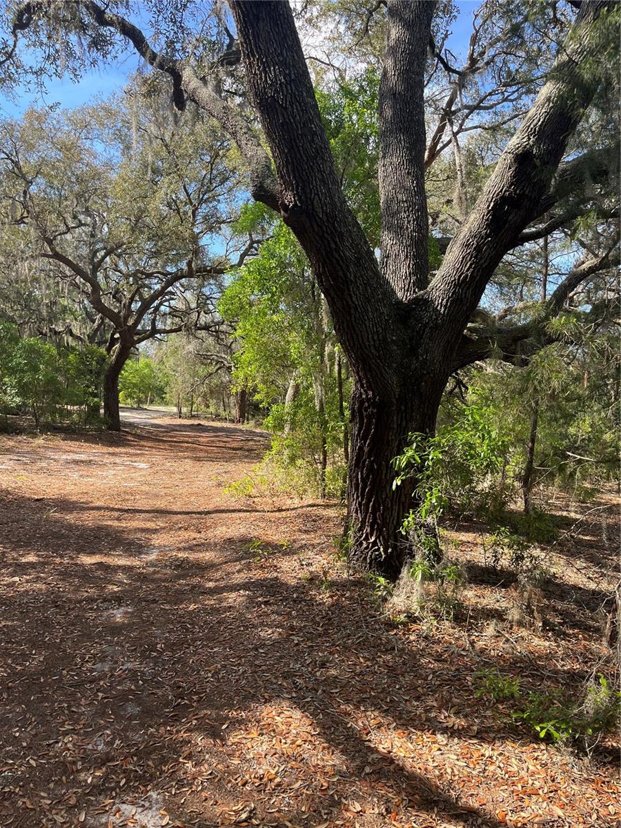 TBD N COUNTY ROAD 315, MELROSE, FL, 32666