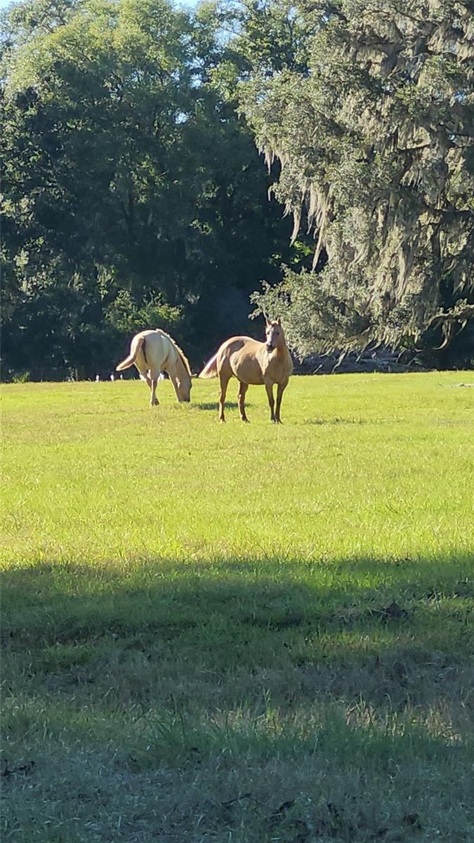 3530 NE 132ND PL, ANTHONY, FL, 32617