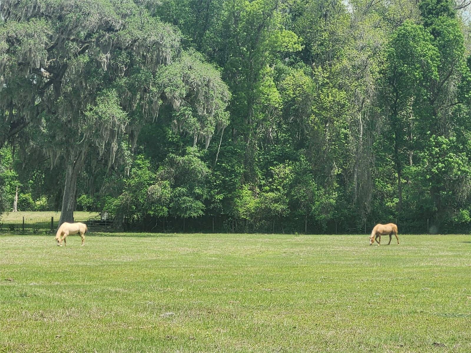 3530 NE 132ND PL, ANTHONY, FL, 32617