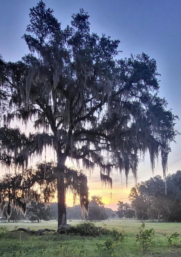 3530 NE 132ND PL, ANTHONY, FL, 32617