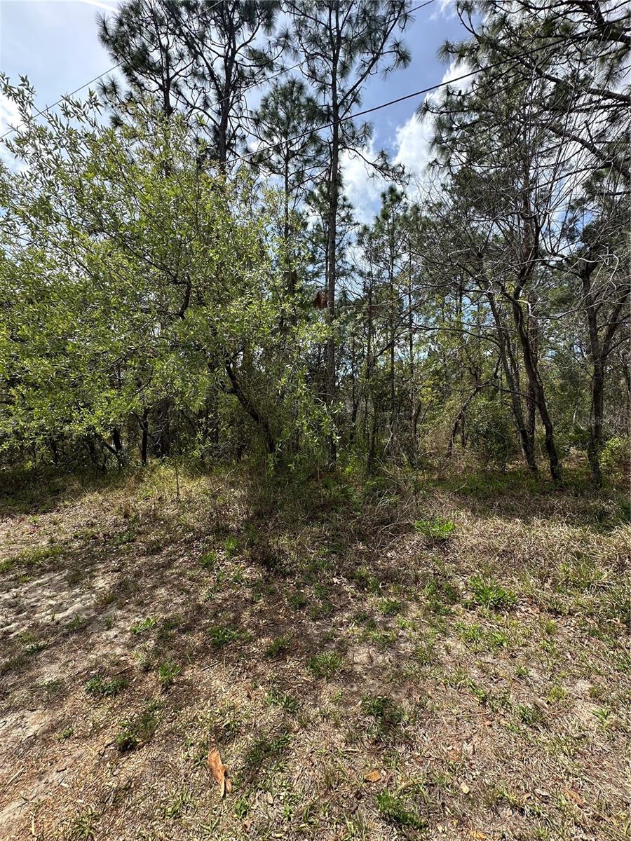 2 FRINGETREE CT, HOMOSASSA, FL, 34446
