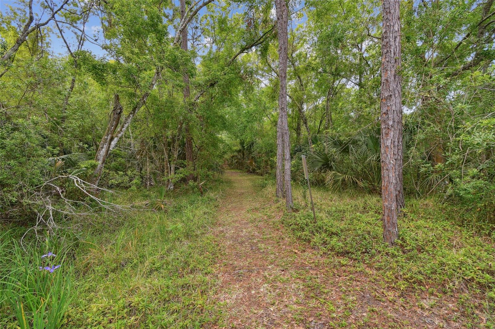 4393 BROOKER CREEK DR, PALM HARBOR, FL, 34685