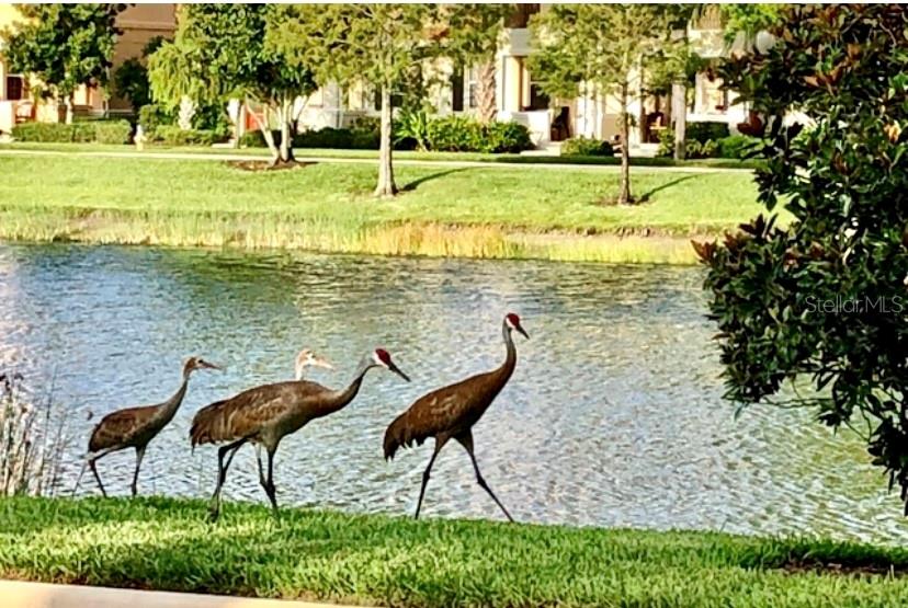 3736 82ND AVENUE CIR E #104, SARASOTA, FL, 34243