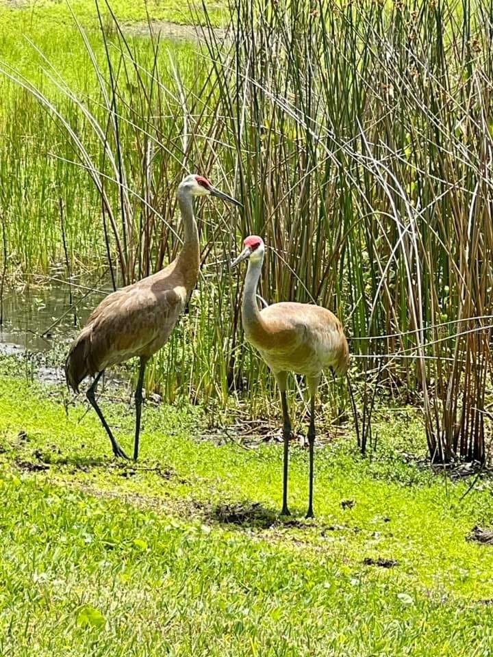 3736 82ND AVENUE CIR E #104, SARASOTA, FL, 34243