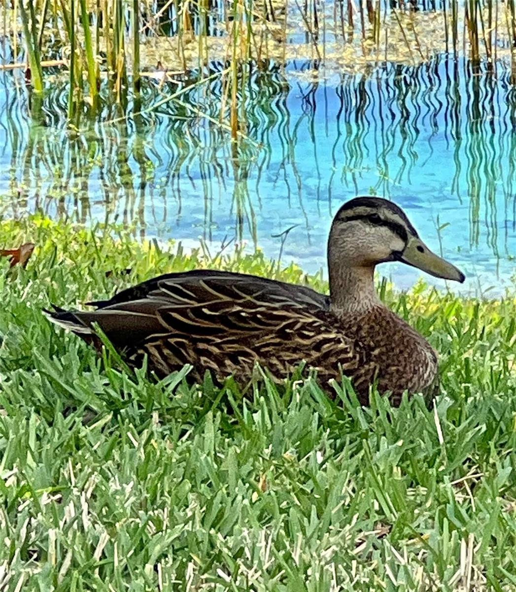 3736 82ND AVENUE CIR E #104, SARASOTA, FL, 34243