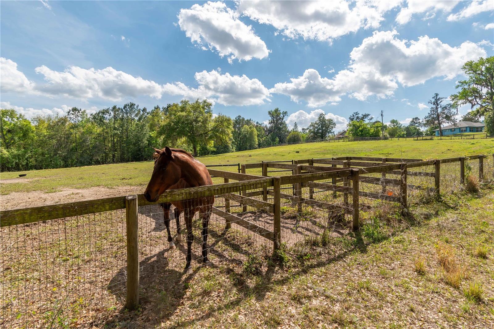 6124 NW 160TH ST, REDDICK, FL, 32686