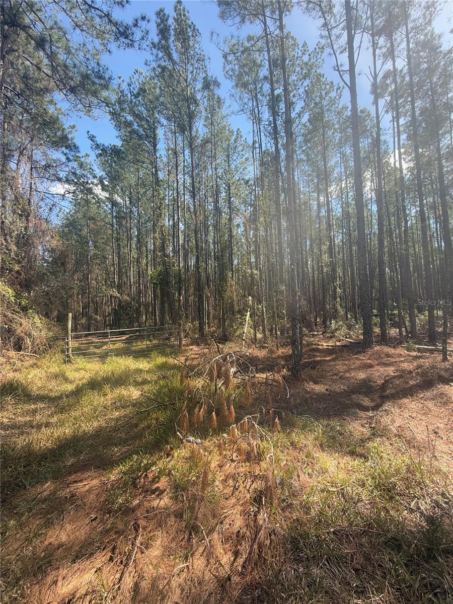 TBD NE 22ND LN, HAWTHORNE, FL, 32640