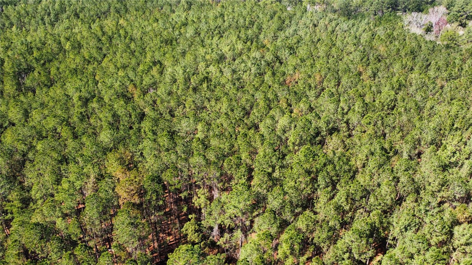 TBD NE 22ND LN, HAWTHORNE, FL, 32640