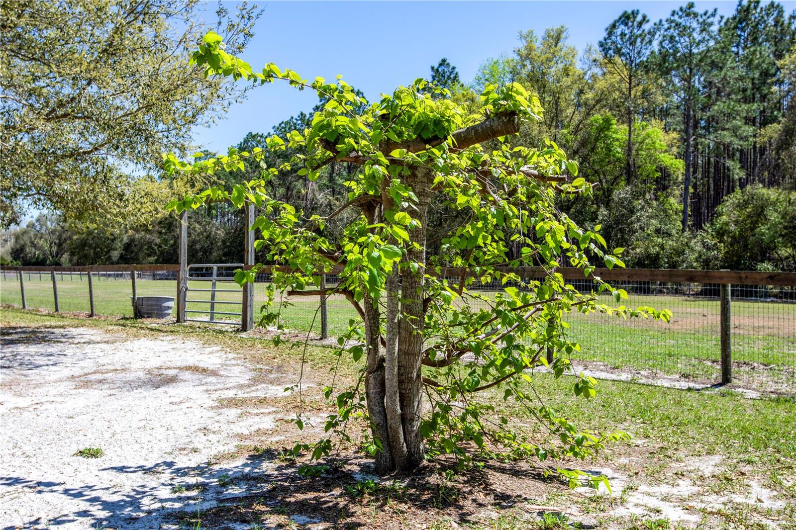 523 SW MARYNIK DR, HIGH SPRINGS, FL, 32643