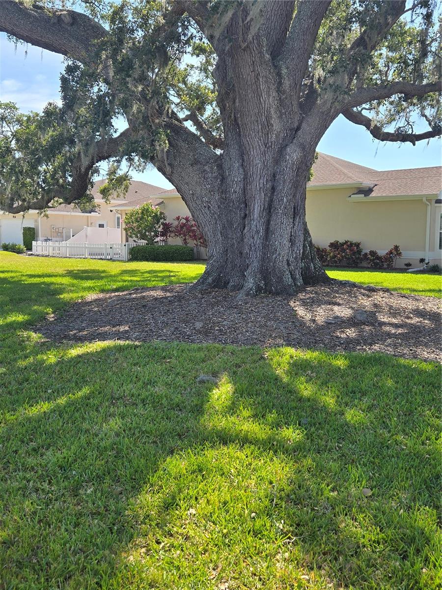 1129 HALEY LN, DUNEDIN, FL, 34698