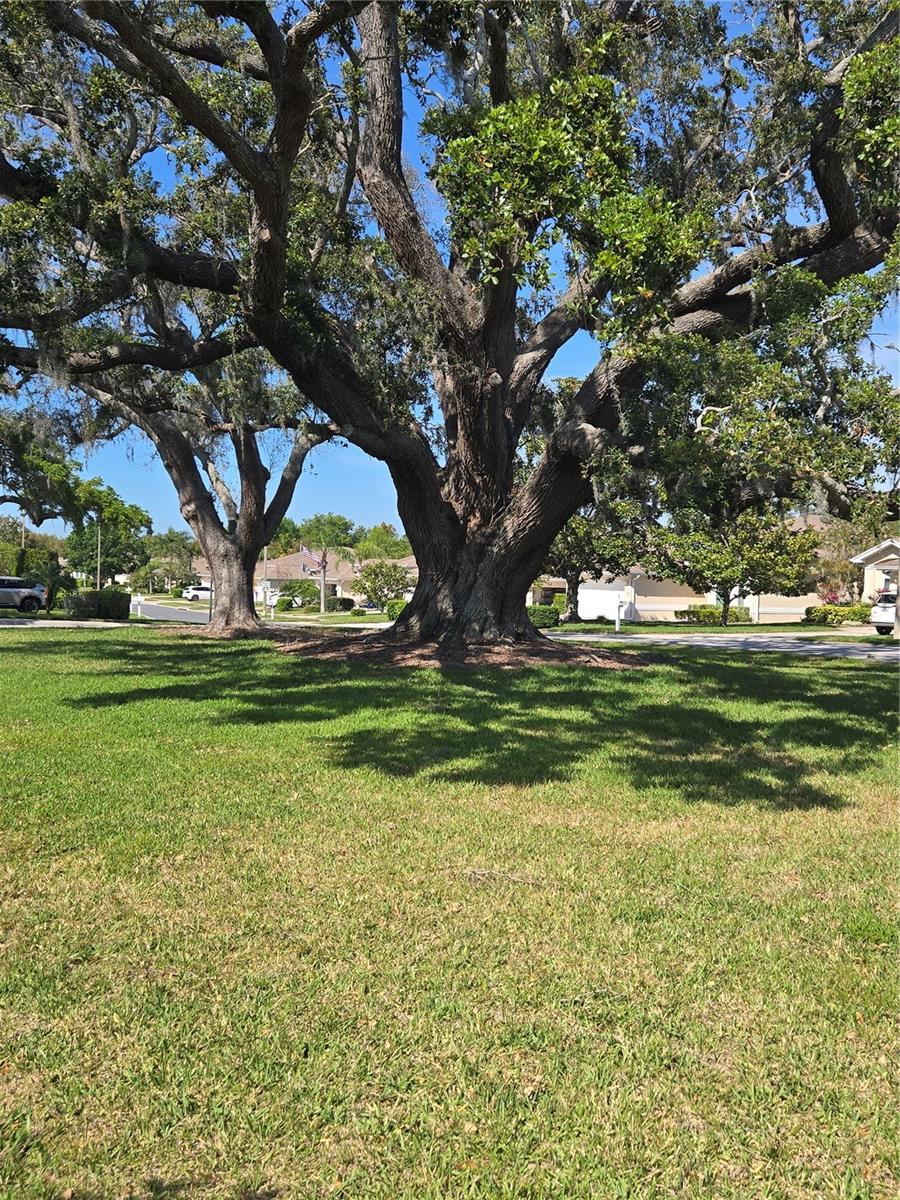 1129 HALEY LN, DUNEDIN, FL, 34698