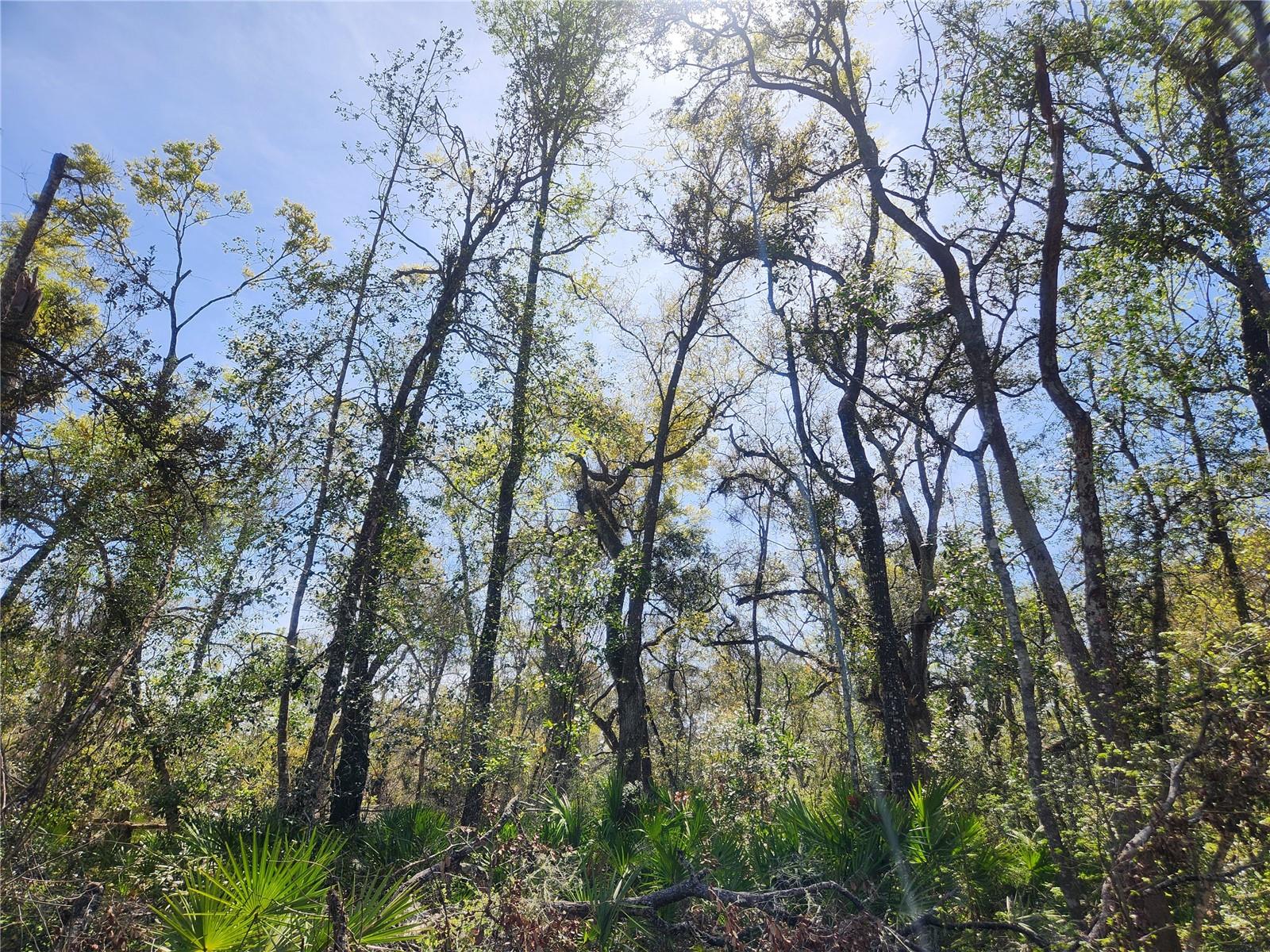 250 NE 544TH ST, OLD TOWN, FL, 32680