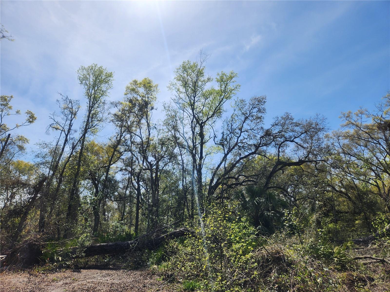 250 NE 544TH ST, OLD TOWN, FL, 32680