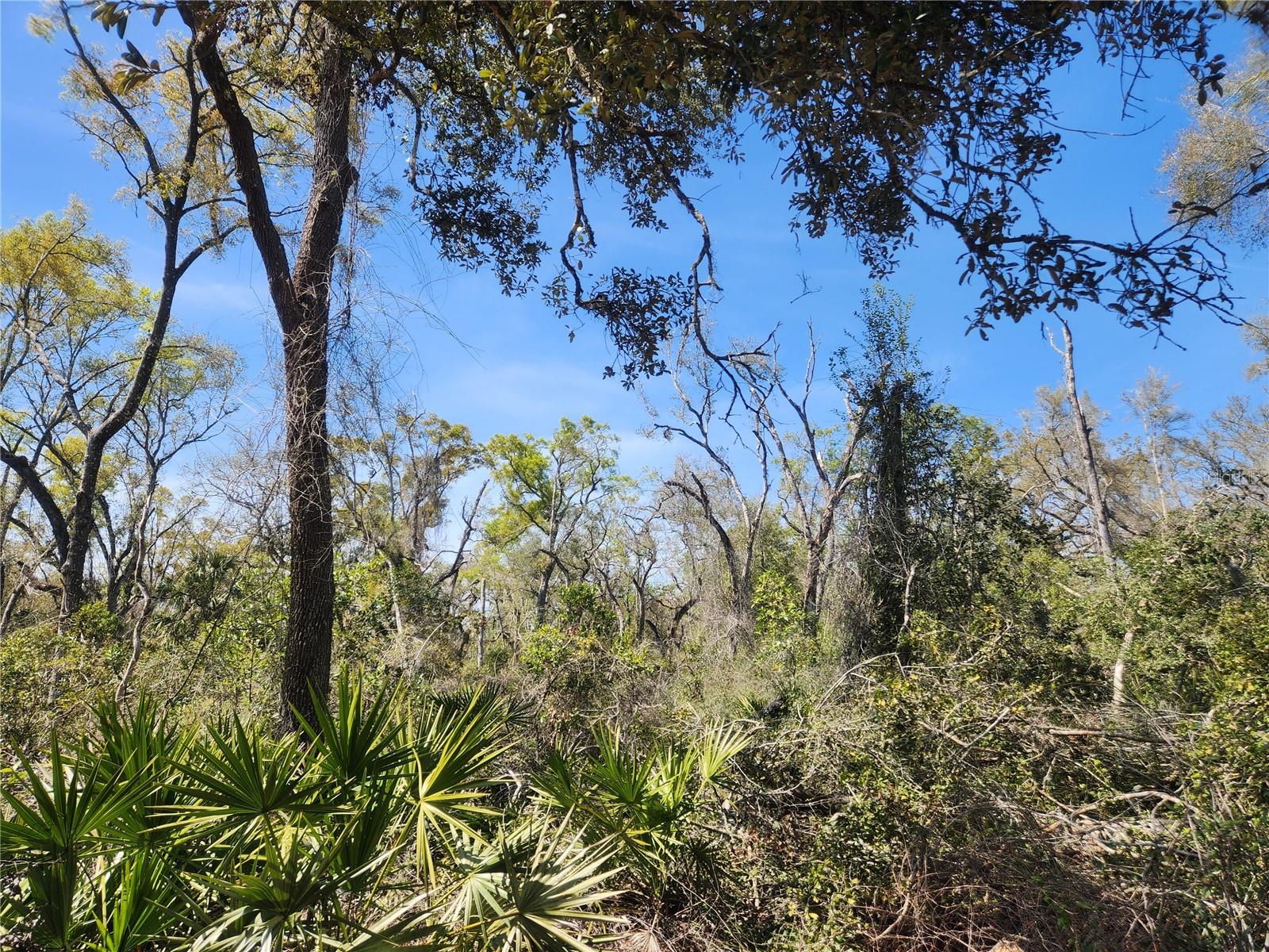 250 NE 544TH ST, OLD TOWN, FL, 32680