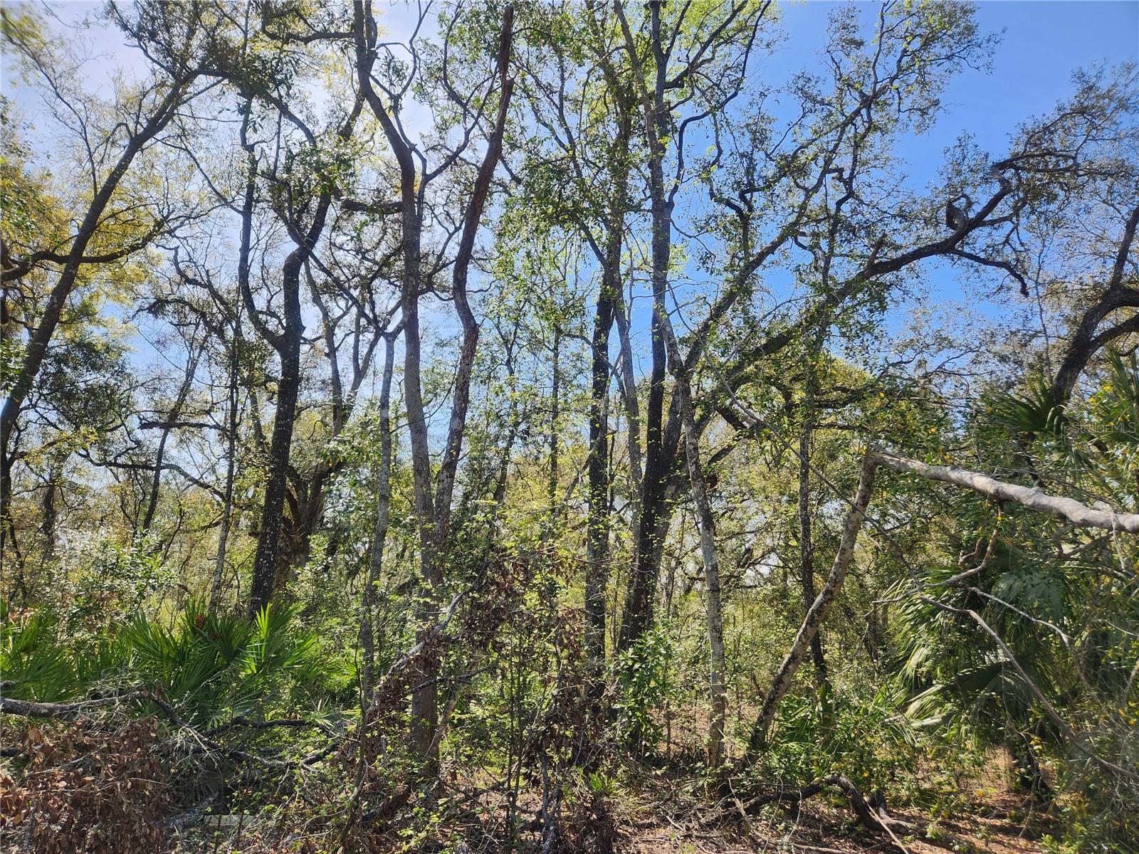 250 NE 544TH ST, OLD TOWN, FL, 32680