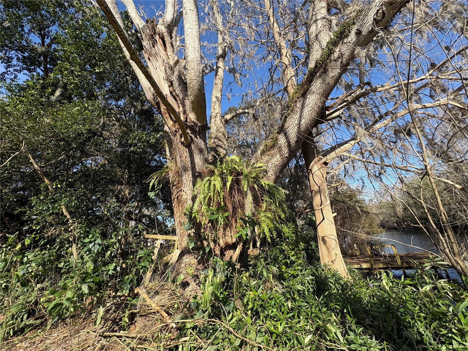 10500 E GOBBLER DR, FLORAL CITY, FL, 34436