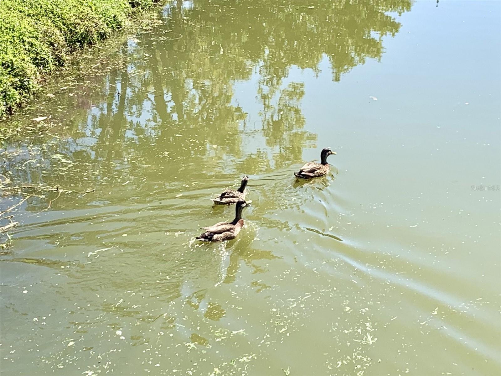 1655 S HIGHLAND AVE #I286, CLEARWATER, FL, 33756