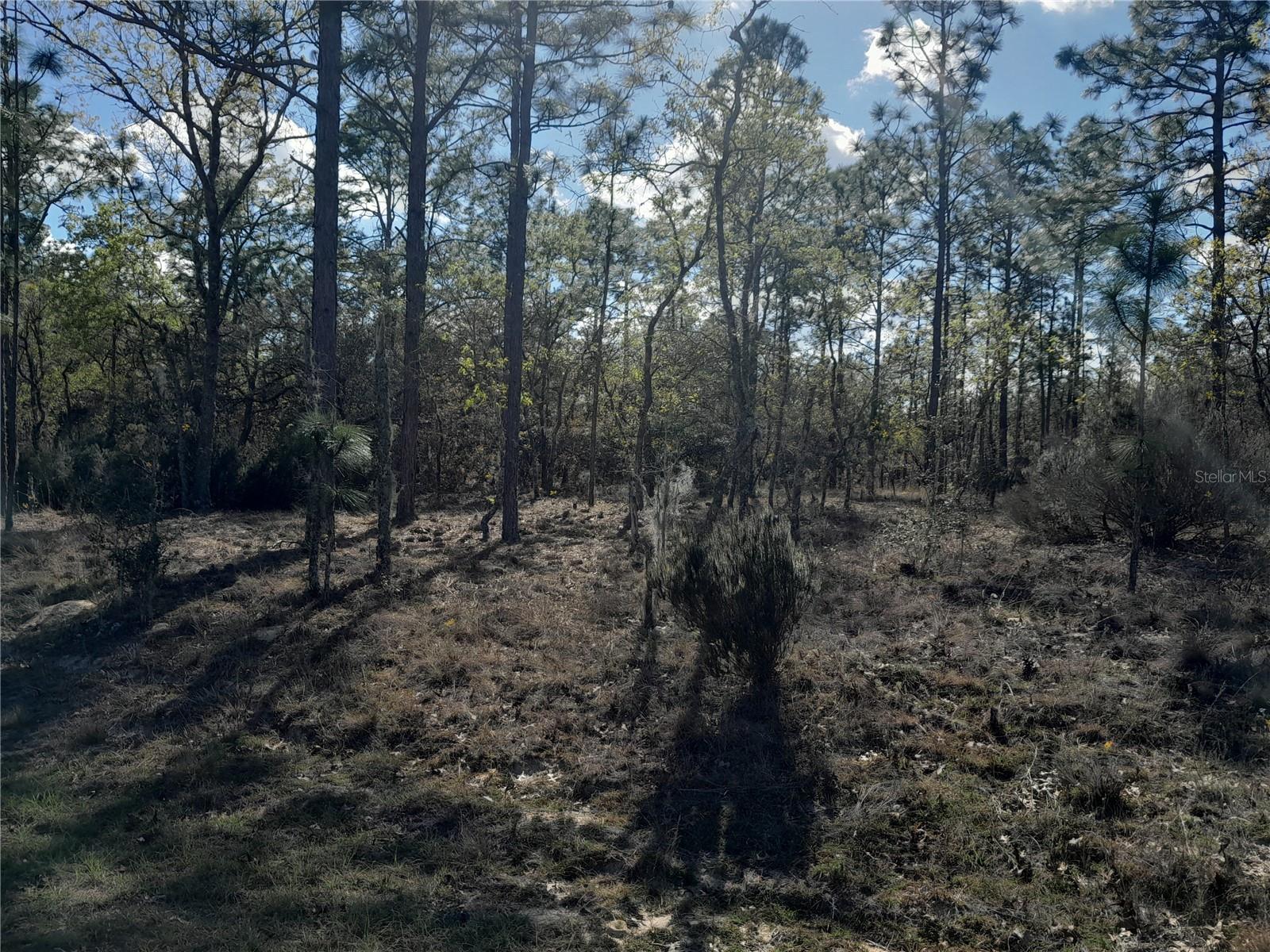 tbd NE 150TH AVE, WILLISTON, FL, 32696