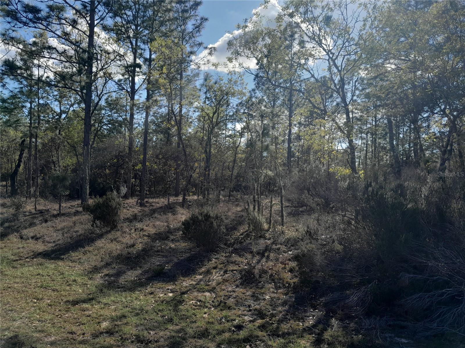 tbd NE 150TH AVE, WILLISTON, FL, 32696