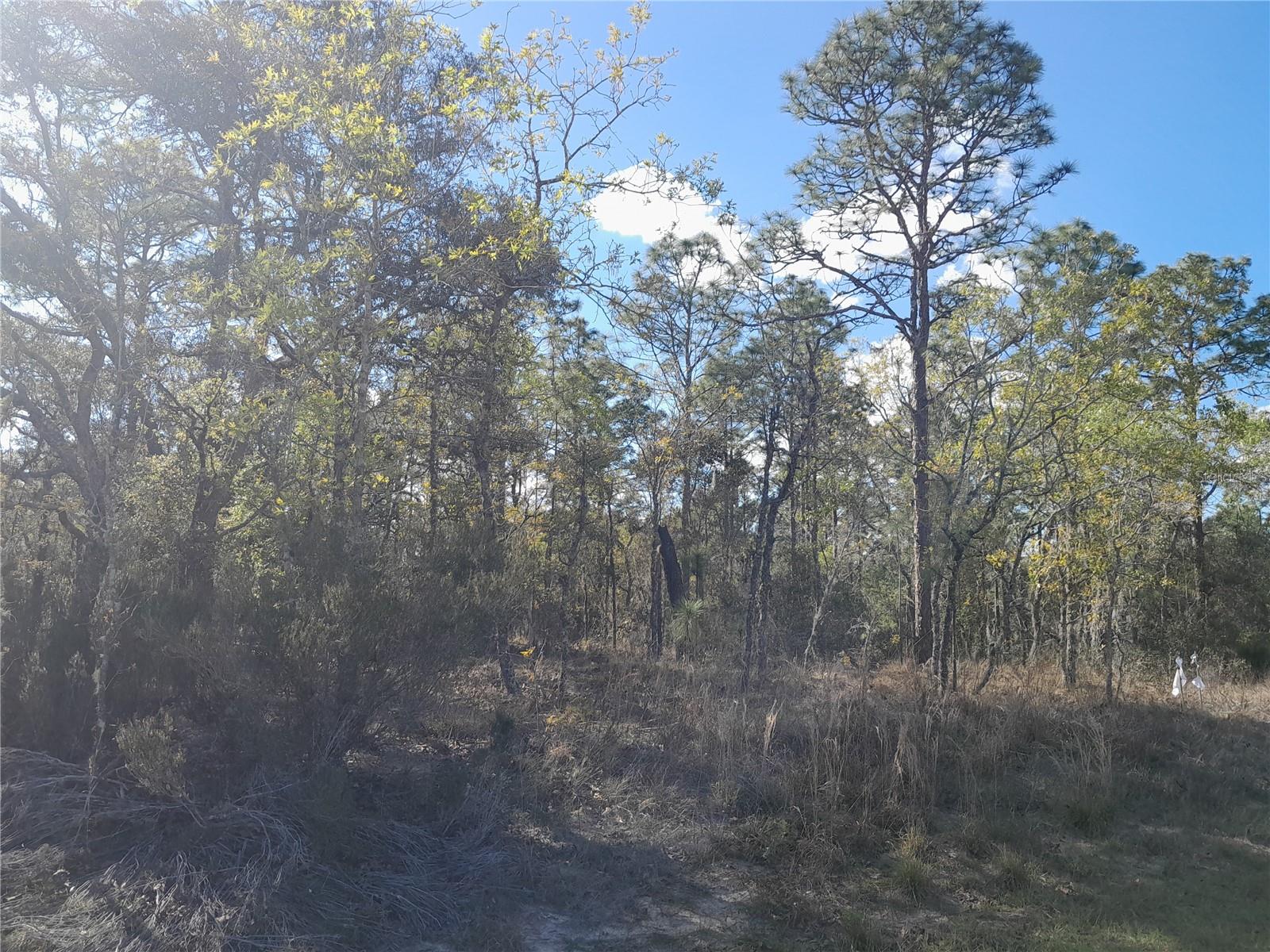 tbd NE 150TH AVE, WILLISTON, FL, 32696