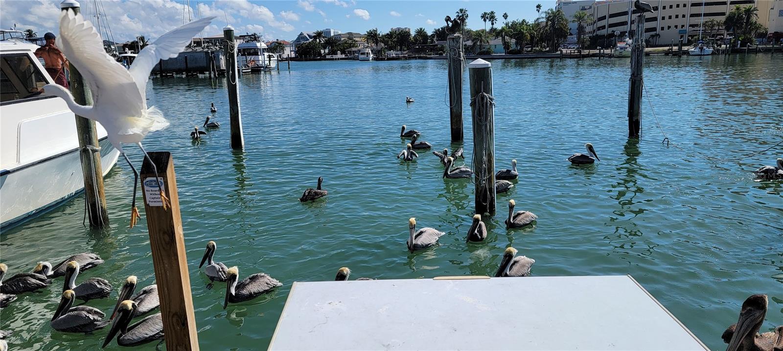 2047 INDIGO DR, CLEARWATER, FL, 33763