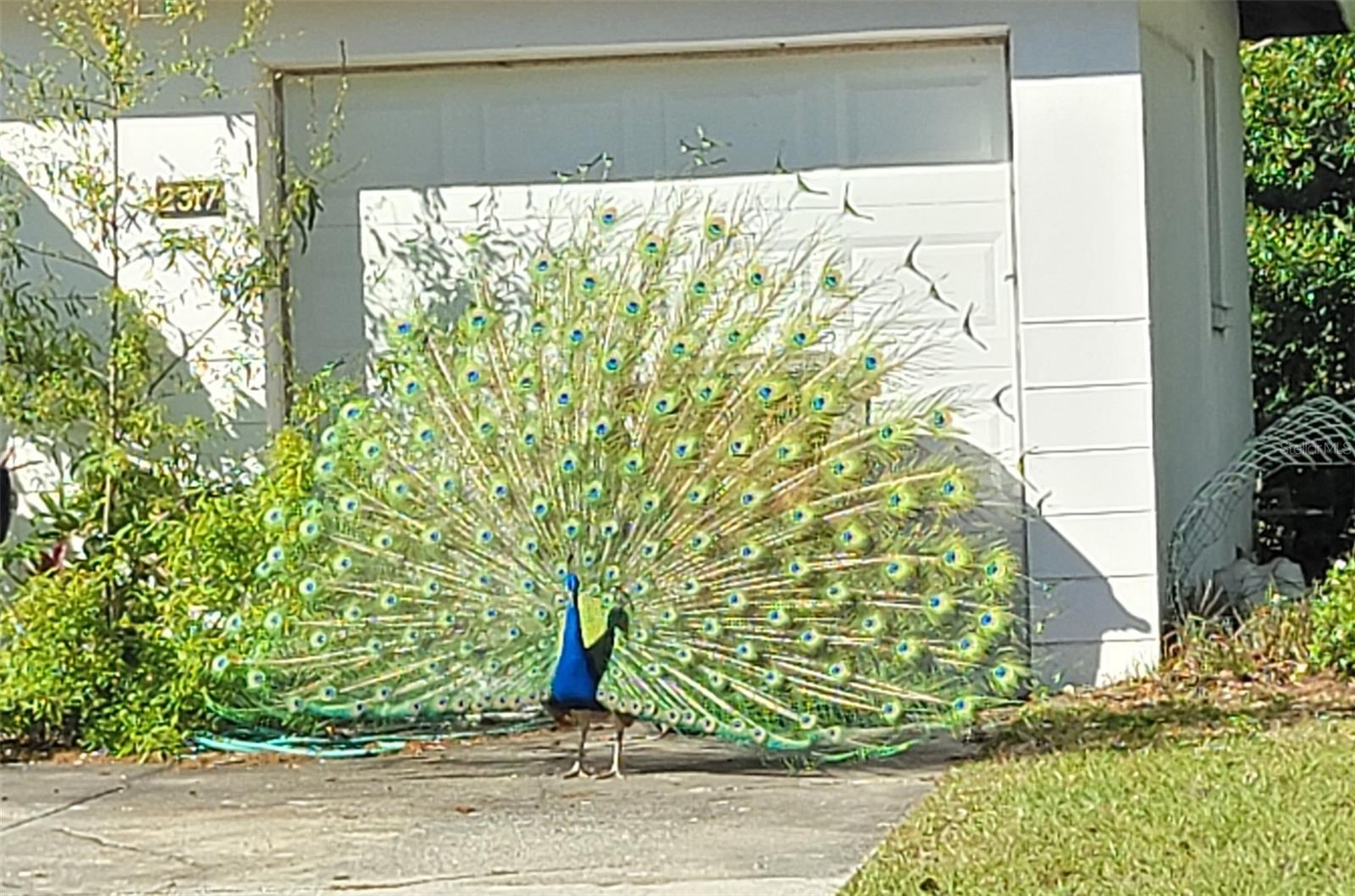 2047 INDIGO DR, CLEARWATER, FL, 33763