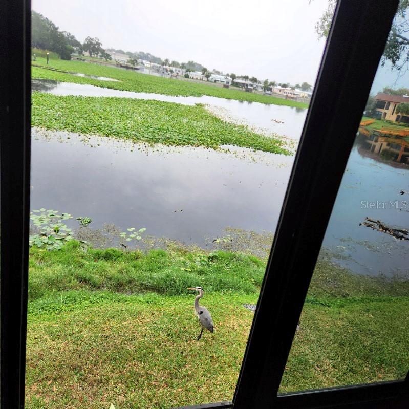 10216 SEMINOLE ISLAND DR, LARGO, FL, 33773