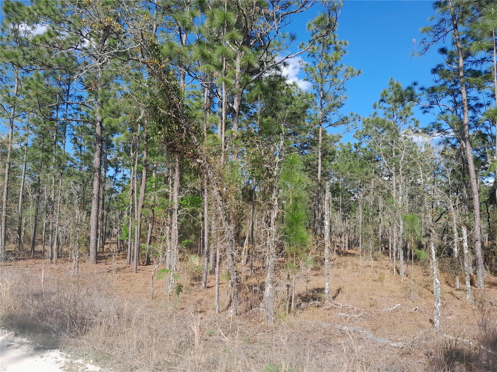 tbd NE 150TH AVE, WILLISTON, FL, 32696
