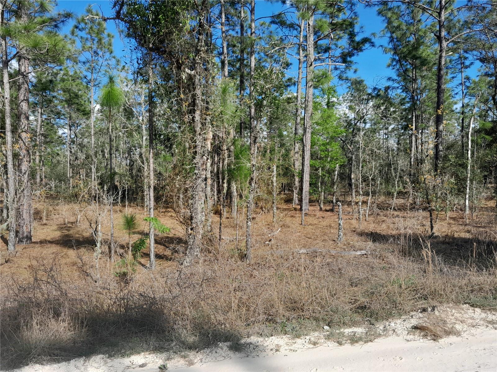 tbd NE 150TH AVE, WILLISTON, FL, 32696