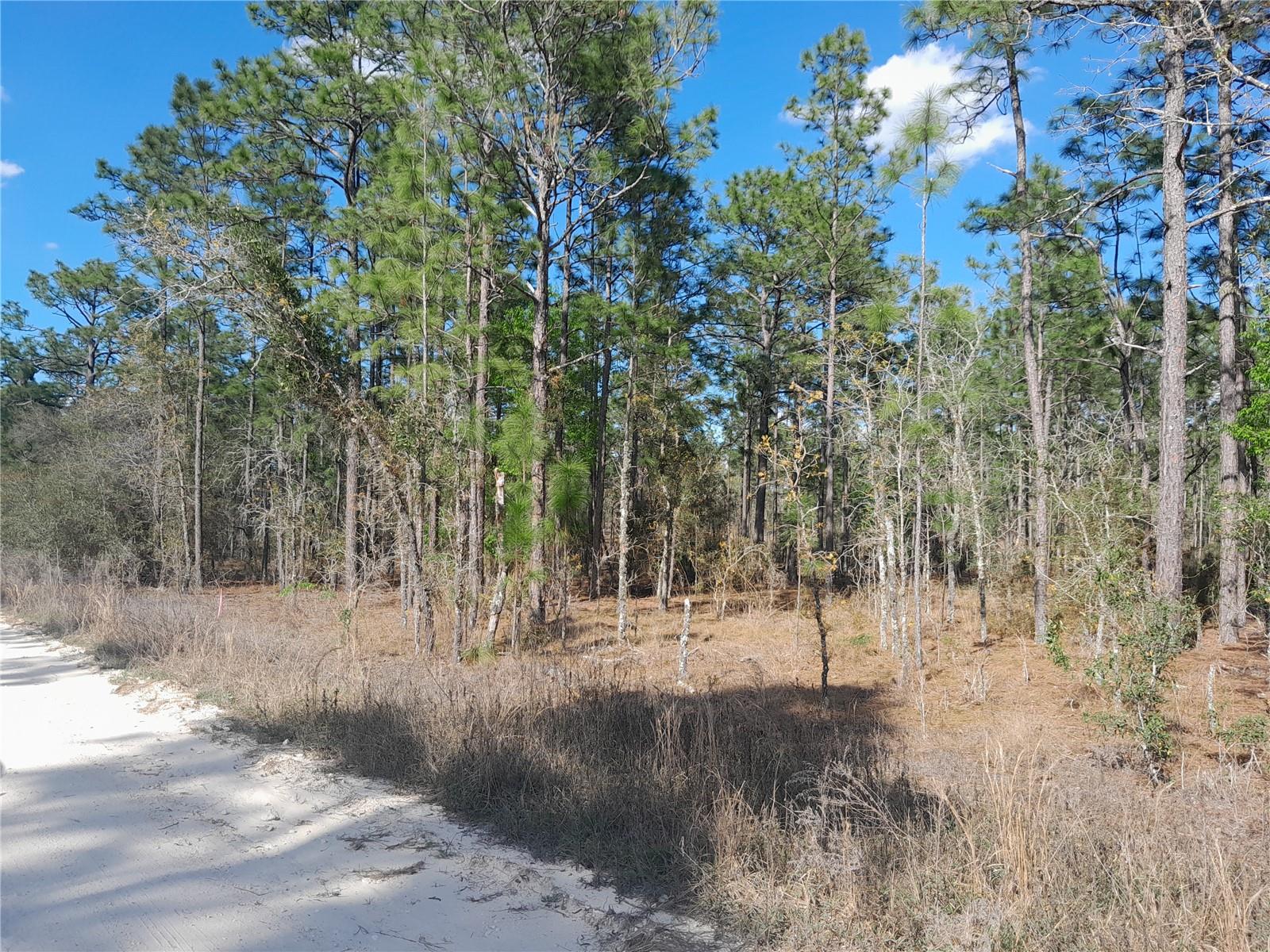 tbd NE 150TH AVE, WILLISTON, FL, 32696
