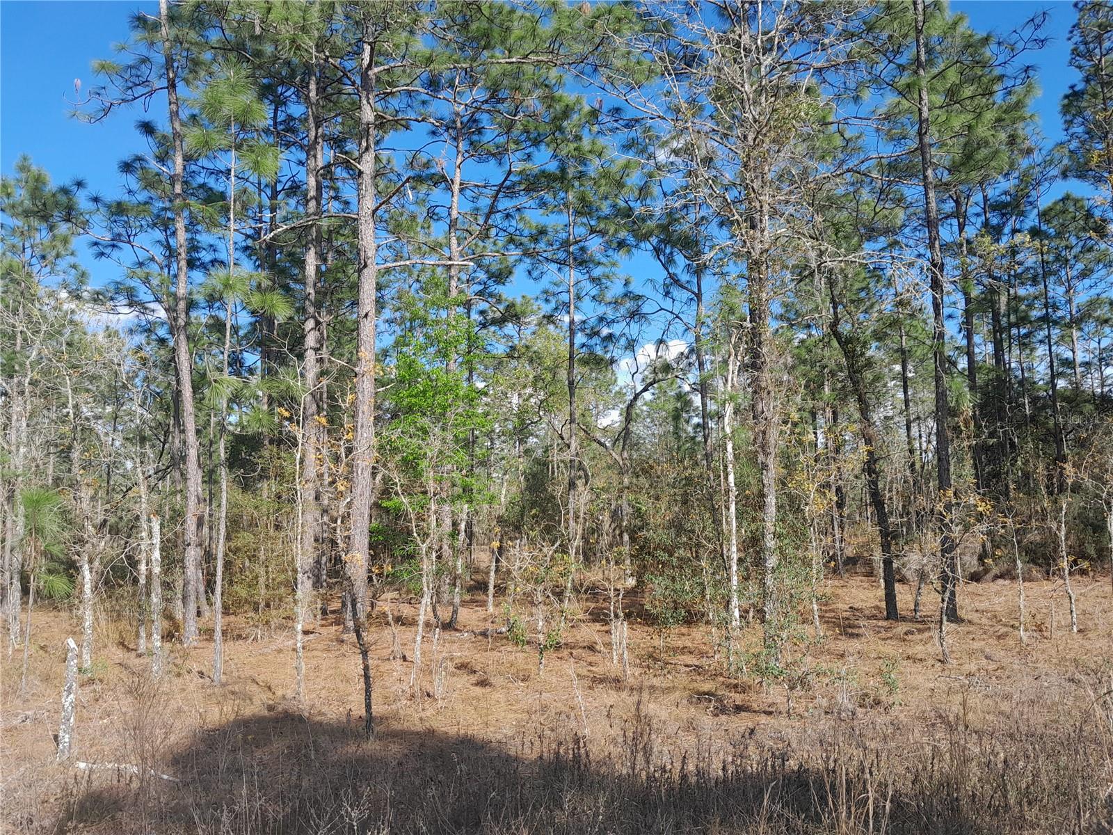 tbd NE 150TH AVE, WILLISTON, FL, 32696