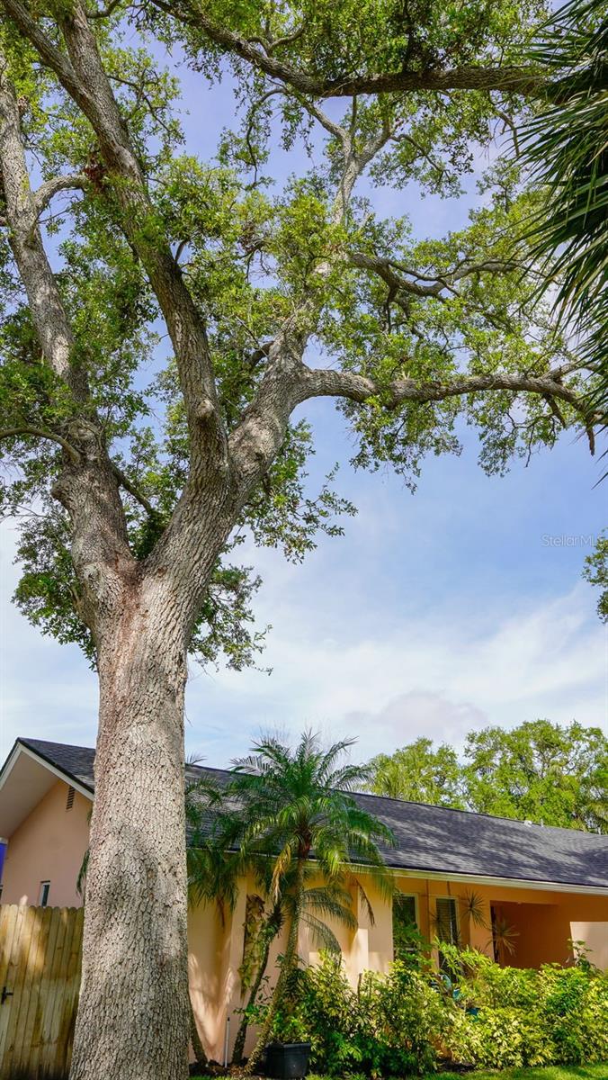 1876 OAK FOREST DR E, CLEARWATER, FL, 33759
