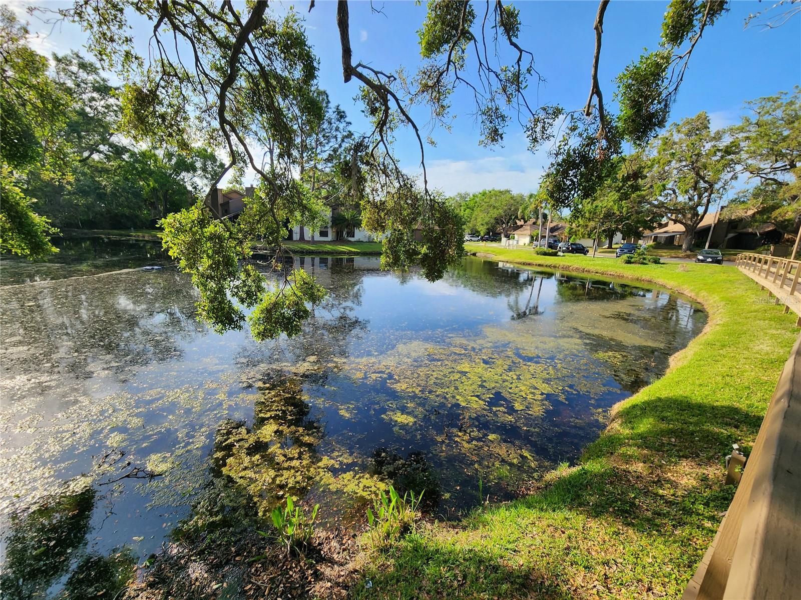 321 PARKSIDE LN, SAFETY HARBOR, FL, 34695