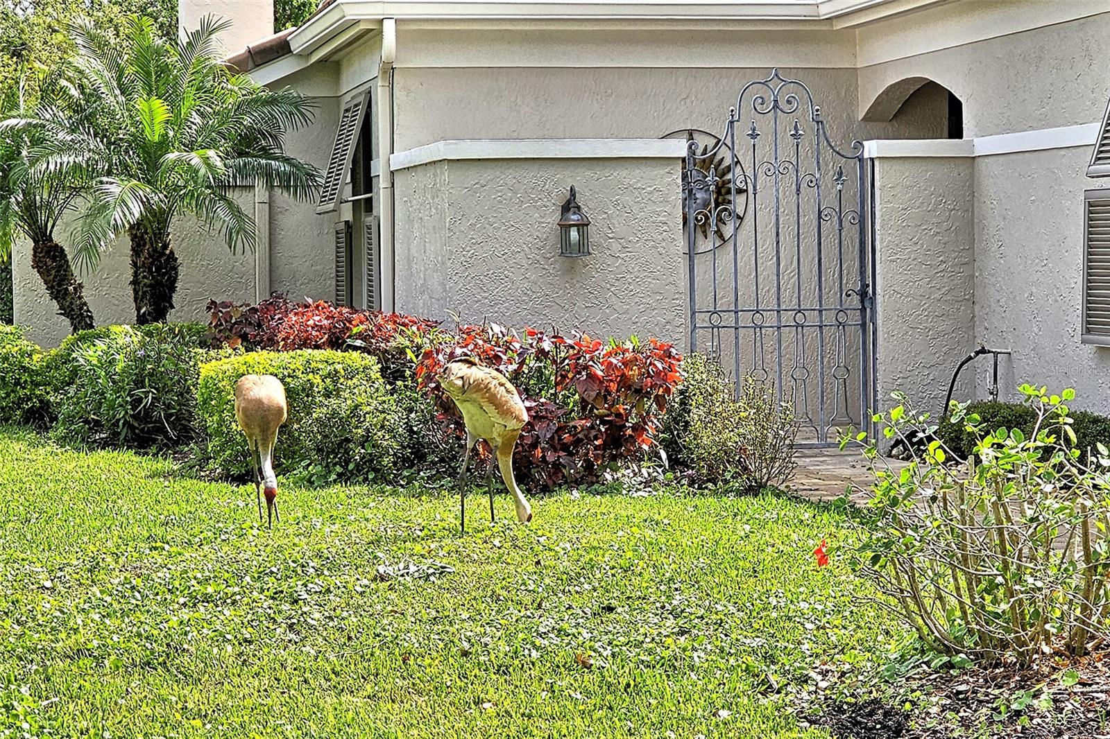 3950 OAKLEY GREENE #36, SARASOTA, FL, 34235