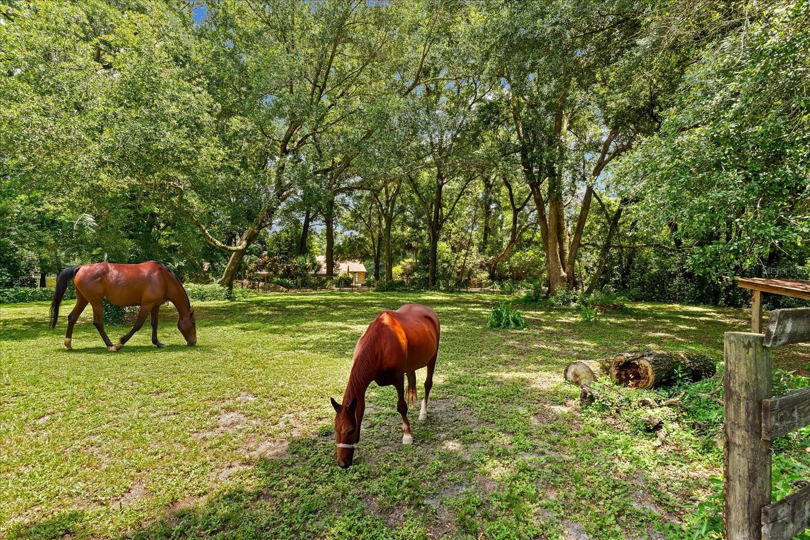 23730 FRANKLIN AVE, SORRENTO, FL, 32776