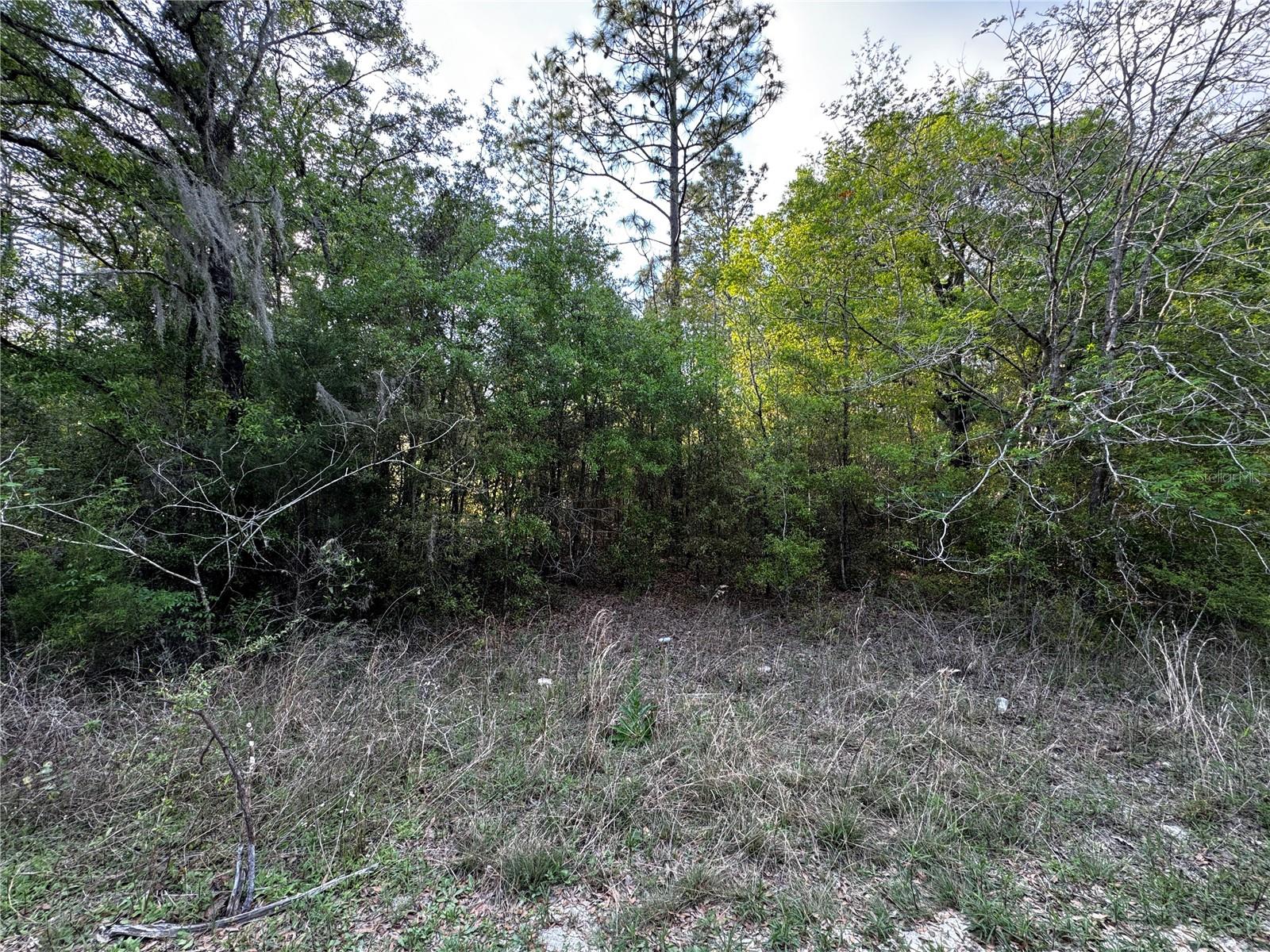 NE 155TH TER, WILLISTON, FL, 32696