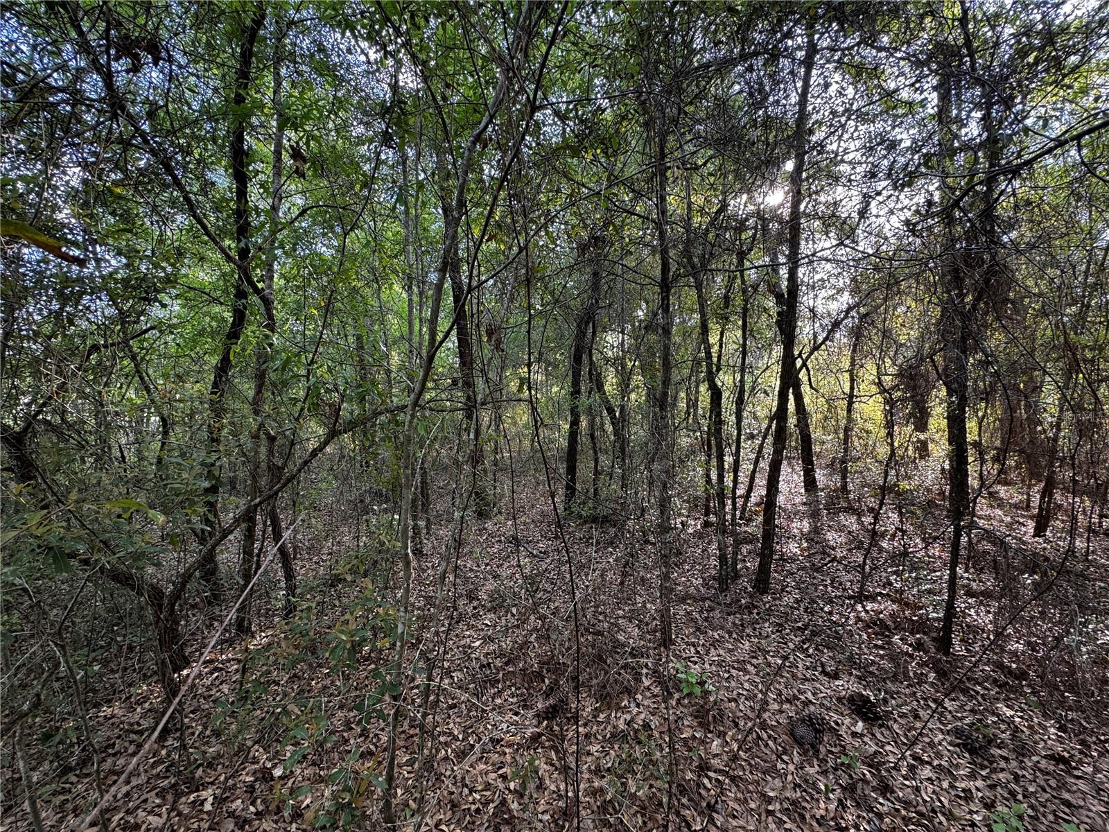 NE 155TH TER, WILLISTON, FL, 32696
