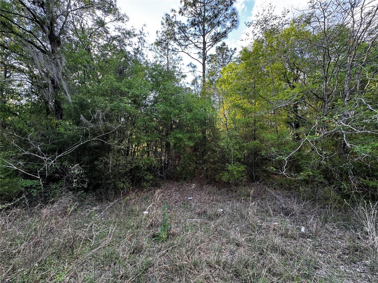 NE 155TH TER, WILLISTON, FL, 32696