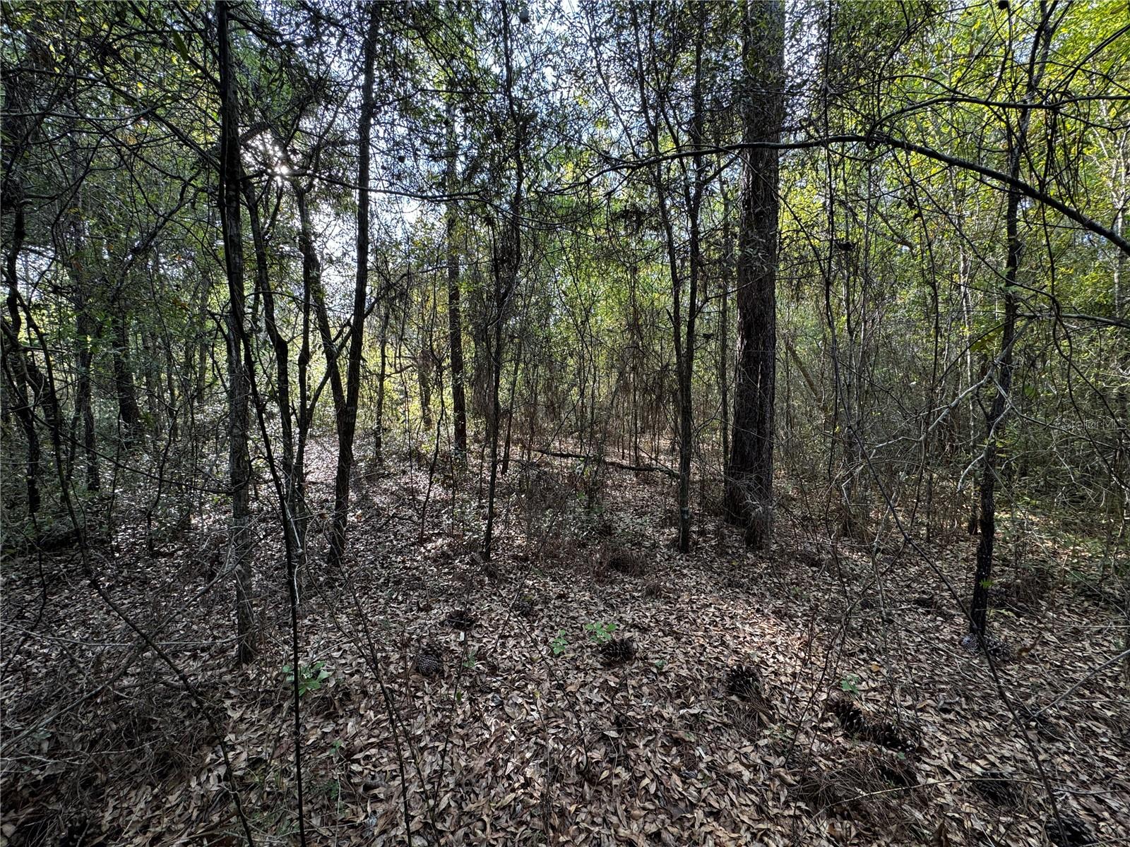 NE 155TH TER, WILLISTON, FL, 32696