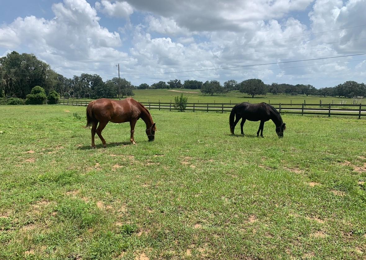 29125 OLD TRILBY RD, BROOKSVILLE, FL, 34602
