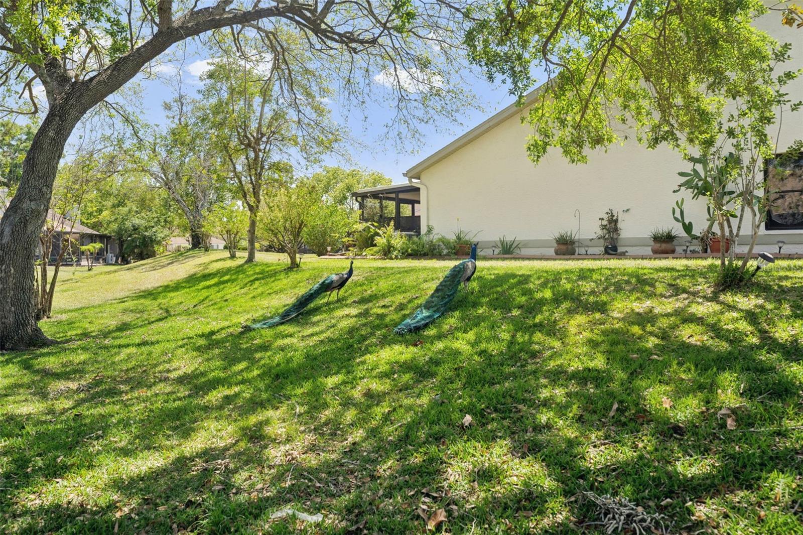 11735 ROLLING PINE LN, PORT RICHEY, FL, 34668