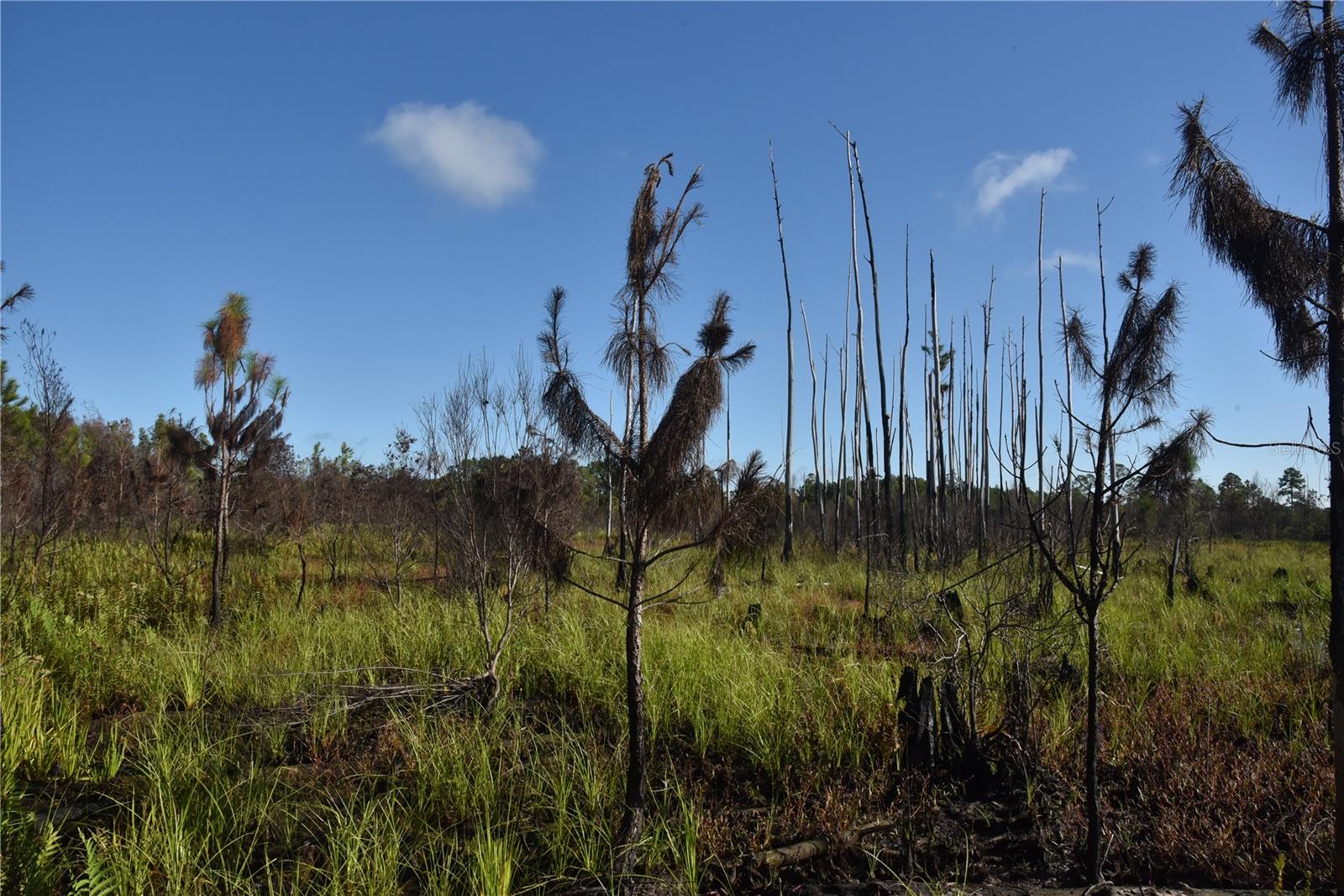 OFF HWY 225, GAINESVILLE, FL, 32609