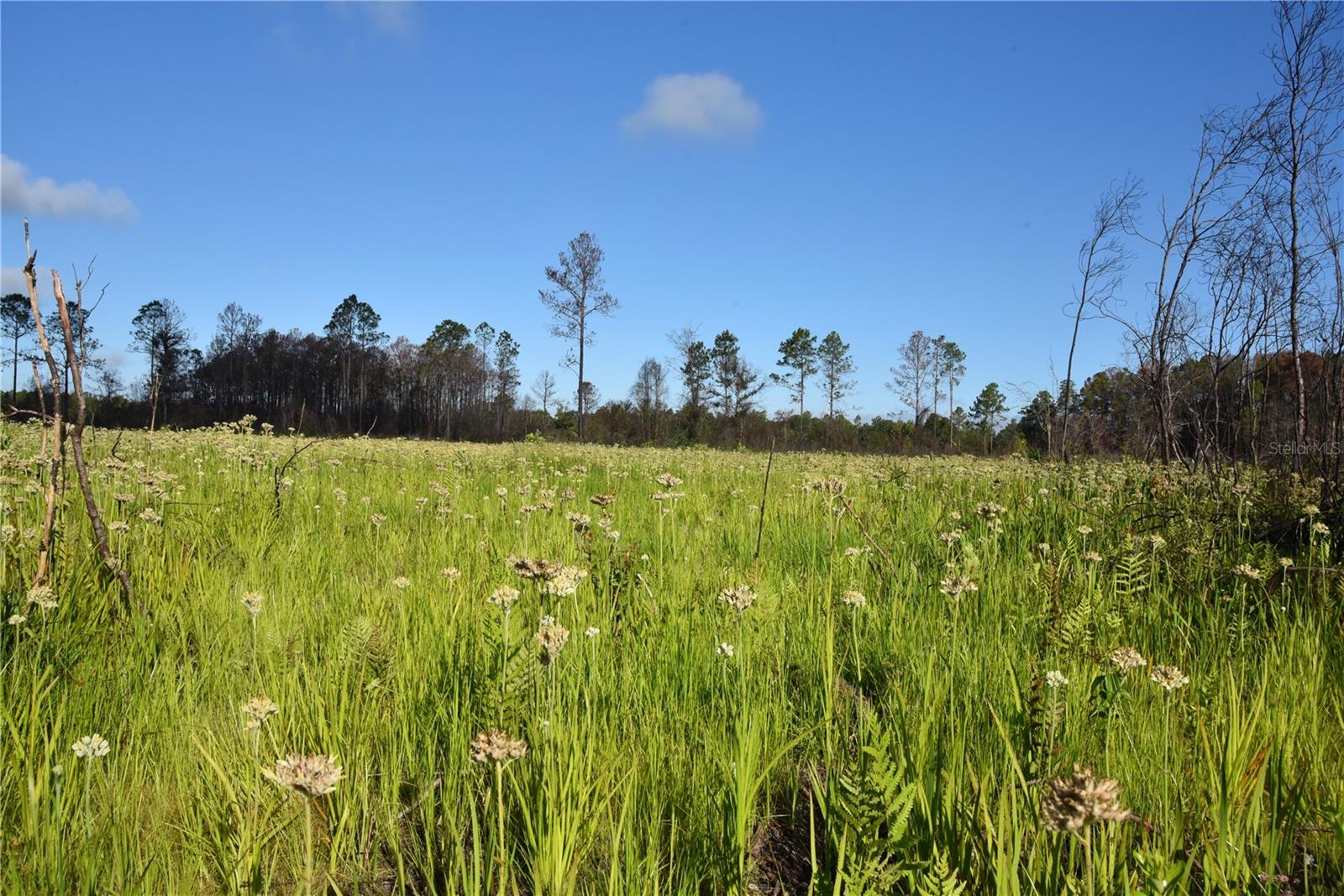 OFF HWY 225, GAINESVILLE, FL, 32609