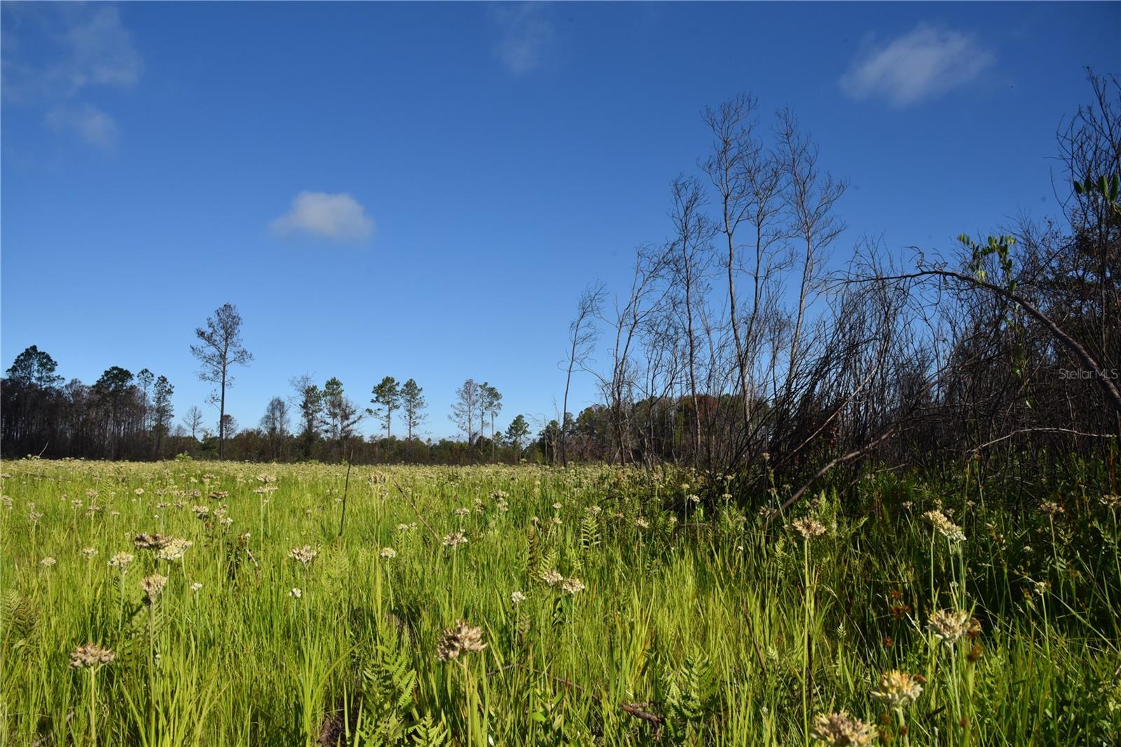 OFF HWY 225, GAINESVILLE, FL, 32609