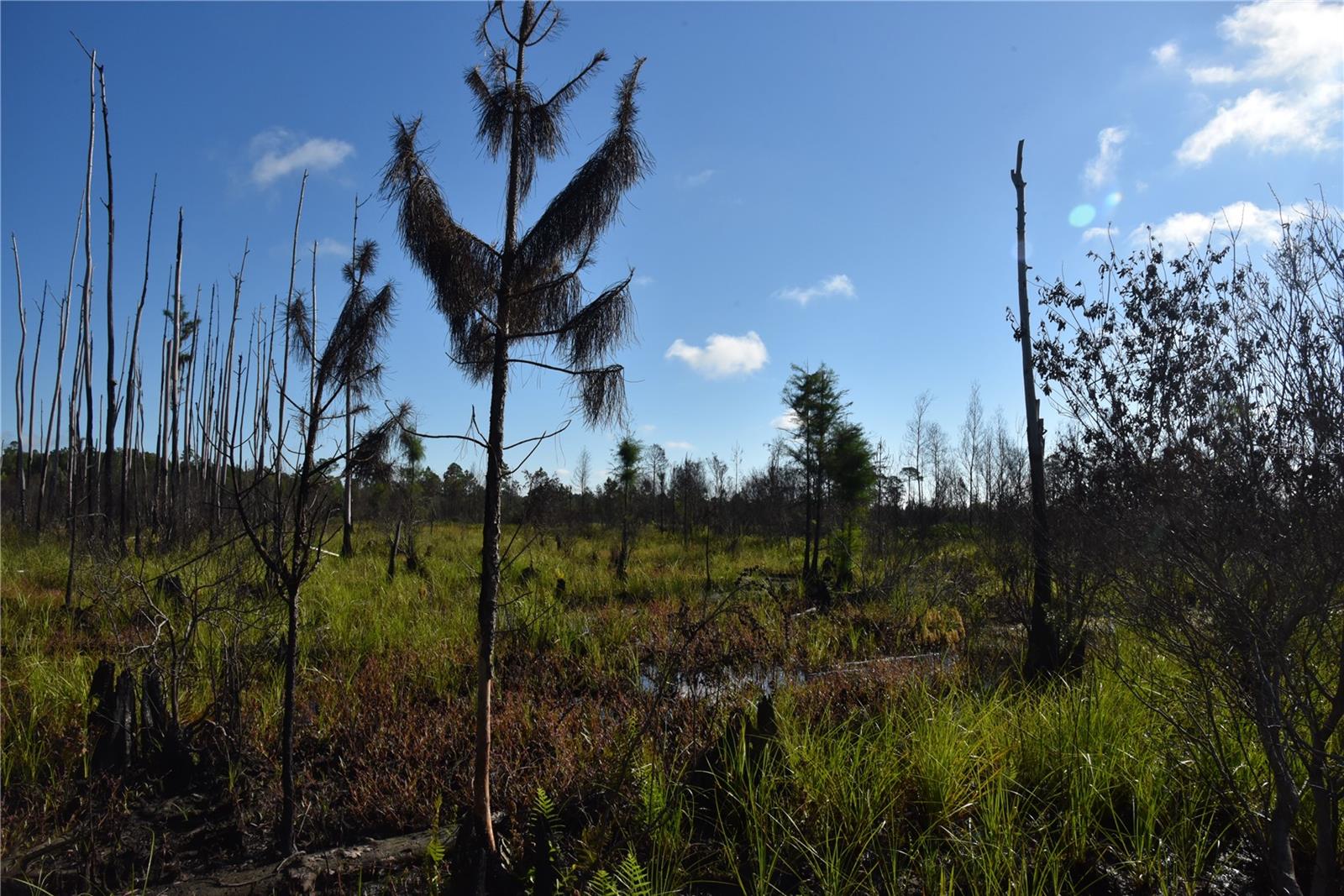 OFF HWY 225, GAINESVILLE, FL, 32609