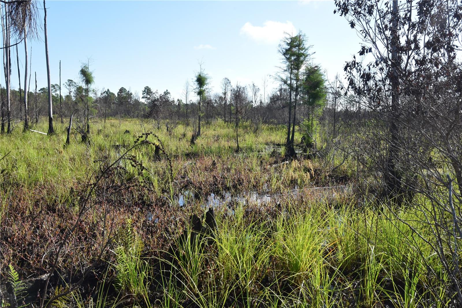 OFF HWY 225, GAINESVILLE, FL, 32609