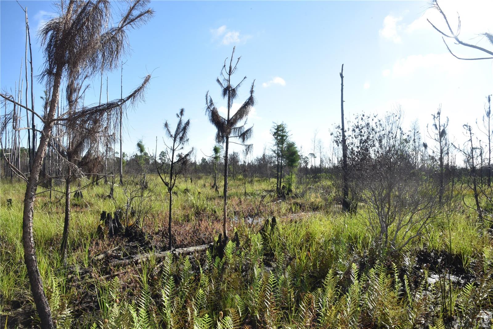 OFF HWY 225, GAINESVILLE, FL, 32609