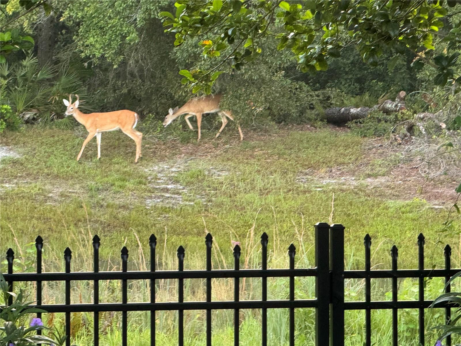 5914 WRENWATER DR, LITHIA, FL, 33547